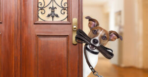 Ein hund im Haus
